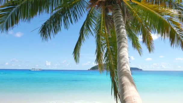 Bella Spiaggia Tropicale Con Una Palma Cocco — Video Stock