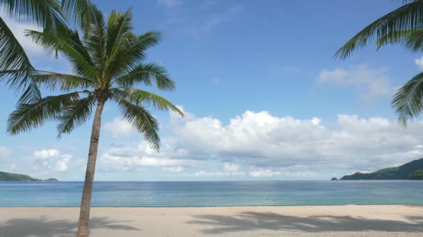 Albero Cocco Una Spiaggia Tropicale Una Bella Giornata Estiva — Video Stock