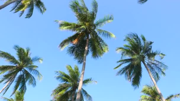 Alberi Cocco Che Muovono Con Vento Contro Cielo Blu — Video Stock