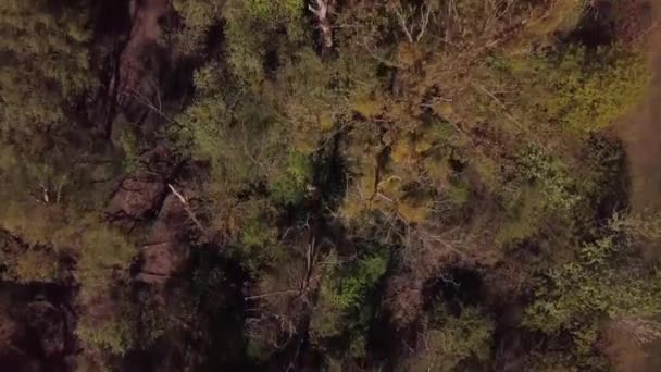 Drone Voando Acima Árvores — Vídeo de Stock