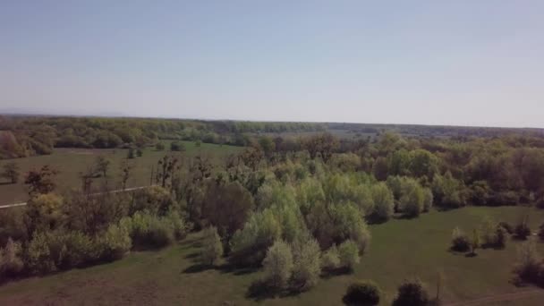 Drone Vliegt Naar Bomen — Stockvideo