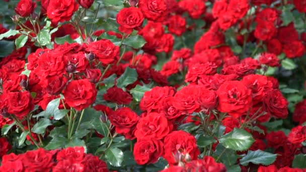Röda Rosor Blomsterrabatt Parken Våren — Stockvideo
