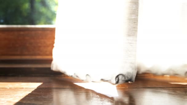 室内の塵のシームレスなビデオループ — ストック動画