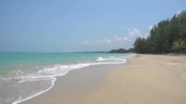 Palmiye Ağacının Etrafındaki Tropik Sahil Denizi — Stok video