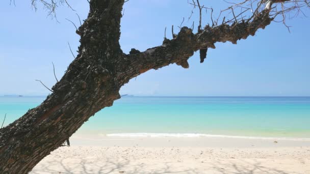 Playa Tropical Con Una Sucursal — Vídeo de stock