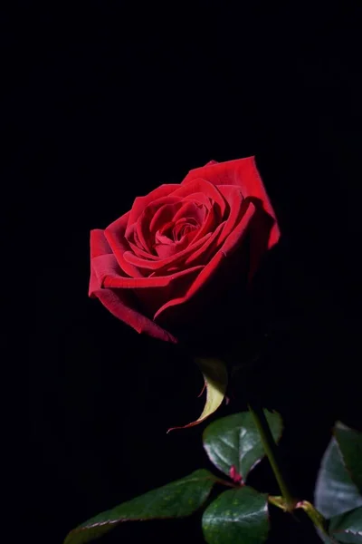 Red rose alone in the dark