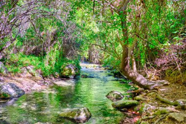 El Bosque ve Benamahoma arasındaki Majaceite Nehri, Cadiz