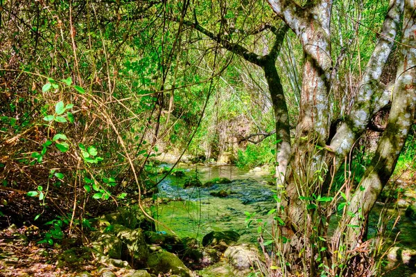 Bosque Benamahoma Arasında Ağaç Dalları Olan Majaceite Nehri — Stok fotoğraf