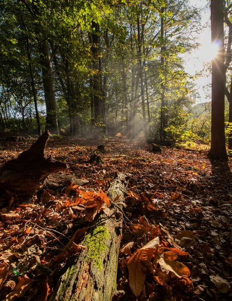 sunlight breaking through trees in the woods on a misty autumn morning