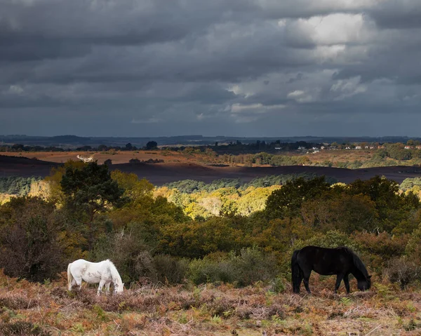 two new forest ponies standing in the fern with storm clouds overhead