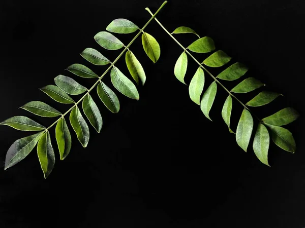 Grüne Blätter bilden einen Rahmen auf schwarzem Hintergrund. ideal zum Hinzufügen von Text. Dekoratives Konzept — Stockfoto