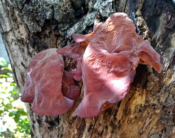 Peguen el hongo de oreja a la corteza muerta del árbol — Foto de Stock