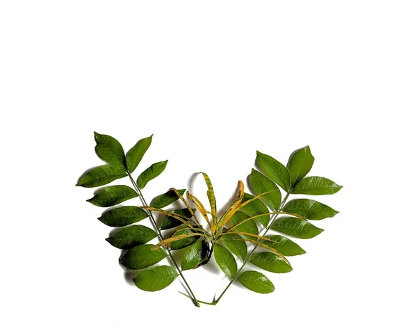 Yellow Green Leaves White Background Creative Concept — Stock Photo, Image