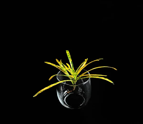 Sárga Zöld Levelek Egy Üvegpohárban Fekete Alapon Kreatív Koncepció — Stock Fotó