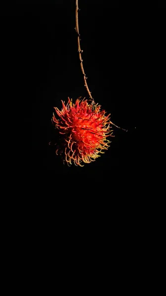 Rambutan Gyümölcs Egy Ágon Fekete Háttérrel Egzotikus Ázsiai Gyümölcsök — Stock Fotó