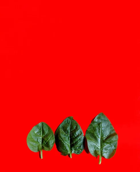 Folhas Espinafre Frescas Fundo Vermelho Conceito Alimentação Saudável — Fotografia de Stock