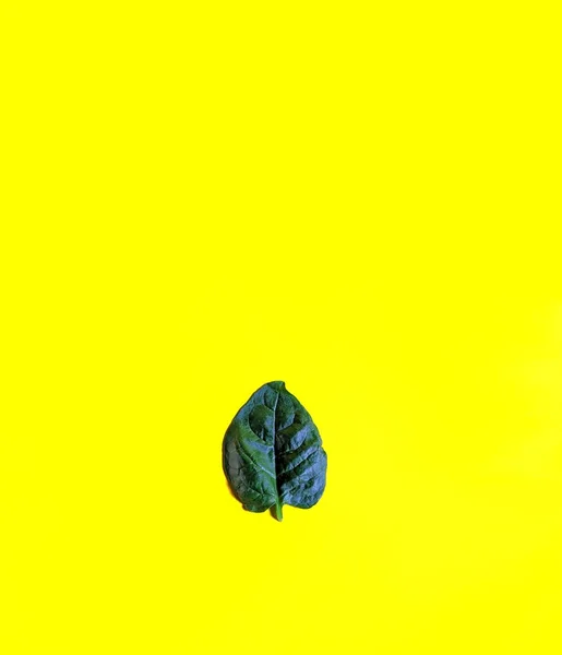 Fresh Spinach Leaf Yellow Background Healthy Food Concept — Stock Photo, Image