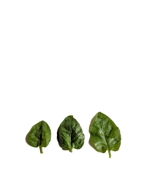 新鲜的菠菜叶子在白色背景上 健康食品概念 — 图库照片