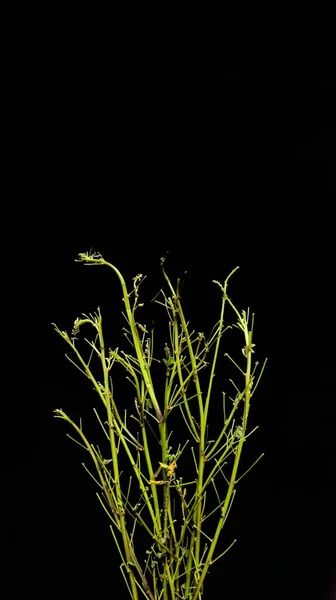 Chipilin Branches Black Background Typical Food Guatemala — Stock Photo, Image