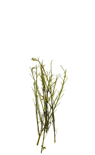Chipilin Branches White Background Typical Food Guatemala — Stock Photo, Image