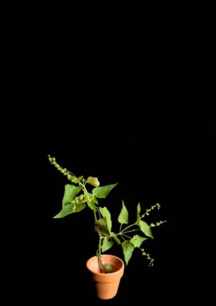 Mozote Weed Priva Lappulacea Zwarte Achtergrond Decoratief Concept — Stockfoto