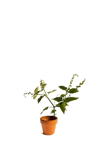 Mozote Weed Priva Lappulacea Witte Achtergrond Decoratief Concept — Stockfoto