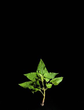 Siyah arka planda kapalı alan bitkisi. dekoratif konsept