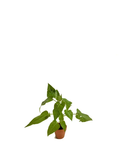 Beltéri Növény Fehér Háttérrel Dekoratív Koncepció — Stock Fotó