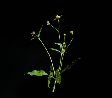 Beyaz yabani çiçek ya da siyah arka planda İspanyol iğneleri, dekoratif konsept