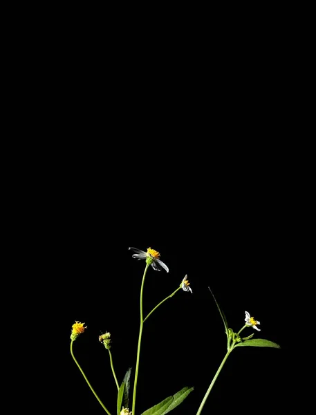 Bílé Divoké Květiny Nebo Španělské Jehly Černém Pozadí Dekorativní Koncept — Stock fotografie