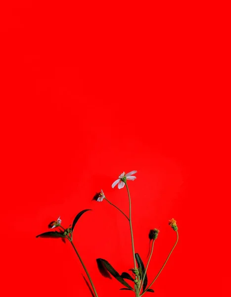 White Wild Flower Spanish Needles Red Background Decorative Concept — Stock Photo, Image