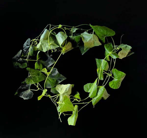 Kúszó Növény Fekete Háttérrel Dekoratív Koncepció — Stock Fotó