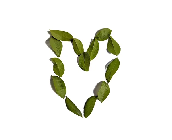 Folhas Verdes Formando Coração Fundo Branco Conceito Decorativo — Fotografia de Stock
