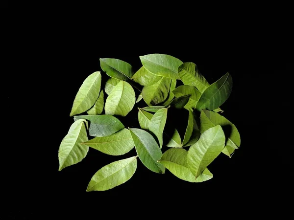 Grüne Blätter Auf Schwarzem Hintergrund Dekoratives Konzept — Stockfoto