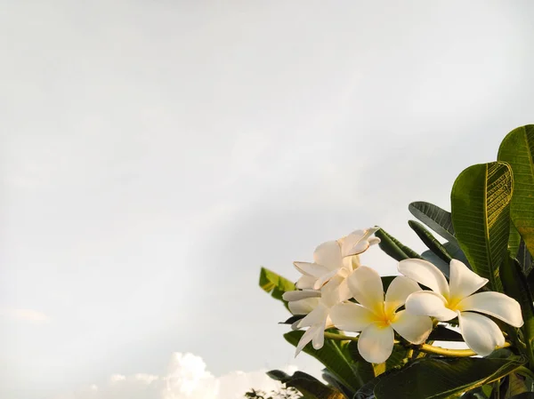 Beyaz gökyüzü arka planında beyaz bir çiçek 