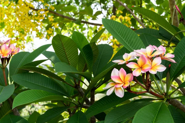 Zbliżenie czerwony Frangipani Plumeria Rubra kwiat — Zdjęcie stockowe