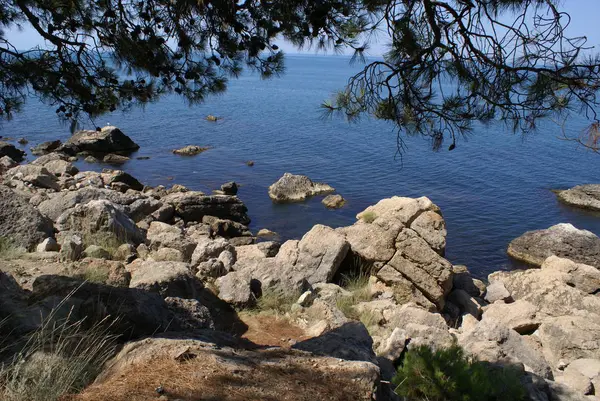 Sunny Crimea Shade Juniper — Stock Photo, Image