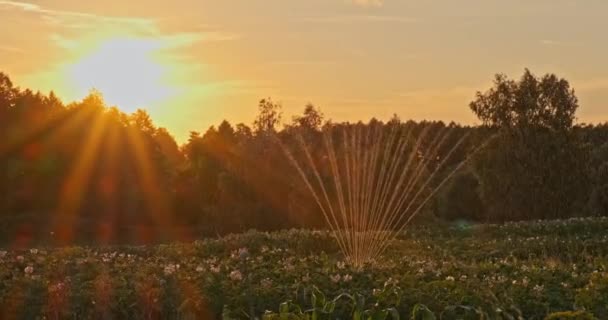 農場で植物に水をやる 成長するジャガイモに水をやる 日没の開花ジャガイモの水灌漑 夏の時間に植物に水をまきなさい 4Kだリアルタイム — ストック動画