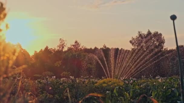 Innaffiare Piante Della Fattoria Annaffiamento Patate Crescita Irrigazione Dell Acqua — Video Stock