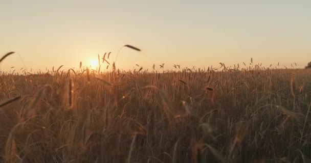 風光明媚なウクライナの広大な小麦畑に黄金の夕日の輝き 閉じる 黄色の麦畑の後ろに黄金の太陽の設定 スローモーション — ストック動画