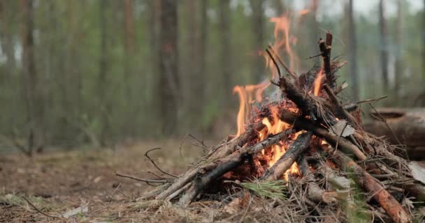 多云天气下森林里的小火 森林里低角的火苗 秋天的傍晚 篝火熊熊燃烧 — 图库视频影像