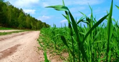 Ağır çekim. Düşük açı: Geniş yeşil bir tarlada genç bir buğday filizinin sinematik çekimi. Güneşli bir günde çiftlik arazisinin yakınındaki köy yolu. Genç buğday tarlasından geçen toprak yol..