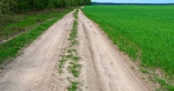 Filmisk Bild Landsväg Nära Skog Och Åkrar Ljus Solig Dag — Stockvideo