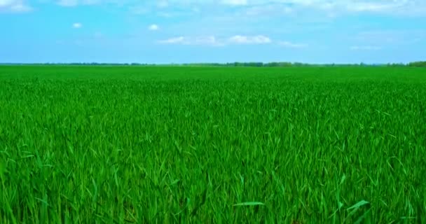 Fotografía Cinematográfica Campo Trigo Una Mañana Primavera Contra Cielo Azul — Vídeo de stock