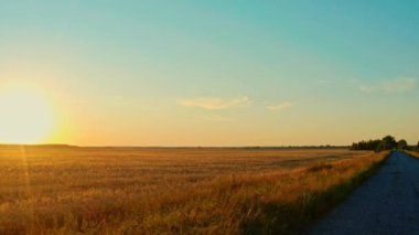 Sinema klibi: Kamera gün batımında yoldan buğday tarlasına geçiyor. Tarım buğday tarlasının üzerinde altın gün batımı. Bir buğday tarlasının güzel yaz manzarası. Çiftlik buğday tarlasına gidiyoruz.. 