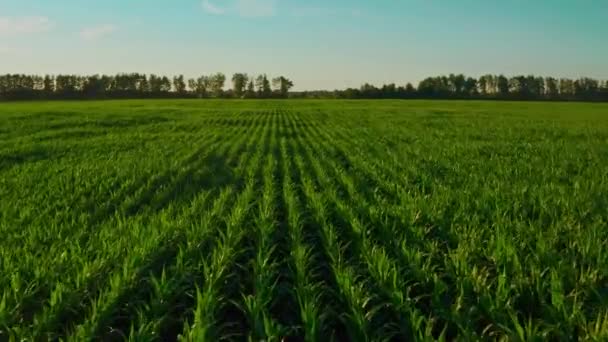 空中电影镜头 日落时无人机在玉米地上空飞行 无人机飞越绿色农业玉米地 美丽的夏景 一片玉米地 俯瞰绿色农场的玉米地 — 图库视频影像