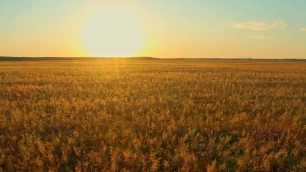空中电影剪辑 日落时无人机在麦田上空飞行 无人机飞越了黄色的农业麦田 美丽的麦田夏季风景 俯瞰农场麦田 — 图库视频影像