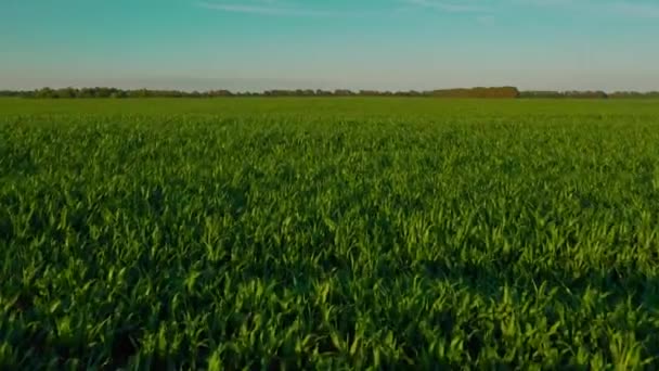 Drone Vliegt Groen Landbouwmaïsveld Filmbeelden Vanuit Lucht Drone Die Een — Stockvideo