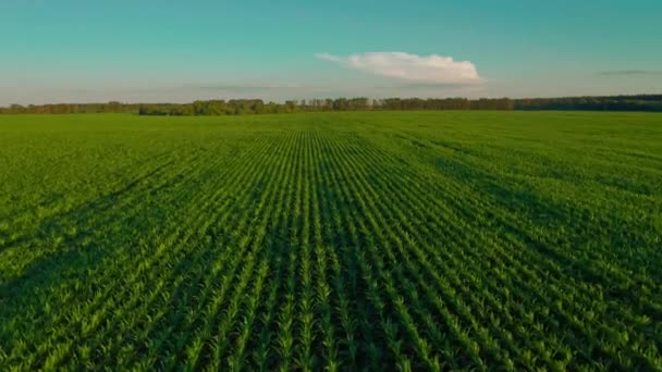 Filmagem Cinematográfica Aérea Drone Voando Sobre Milharal Durante Pôr Sol — Vídeo de Stock