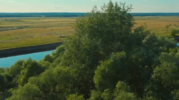 空中撮影 ドローンは 川の近くの木の上に円形の飛行を行います ドローンは美しい野生の夏の風景の上を飛ぶ ウクライナだ デナ川 — ストック動画